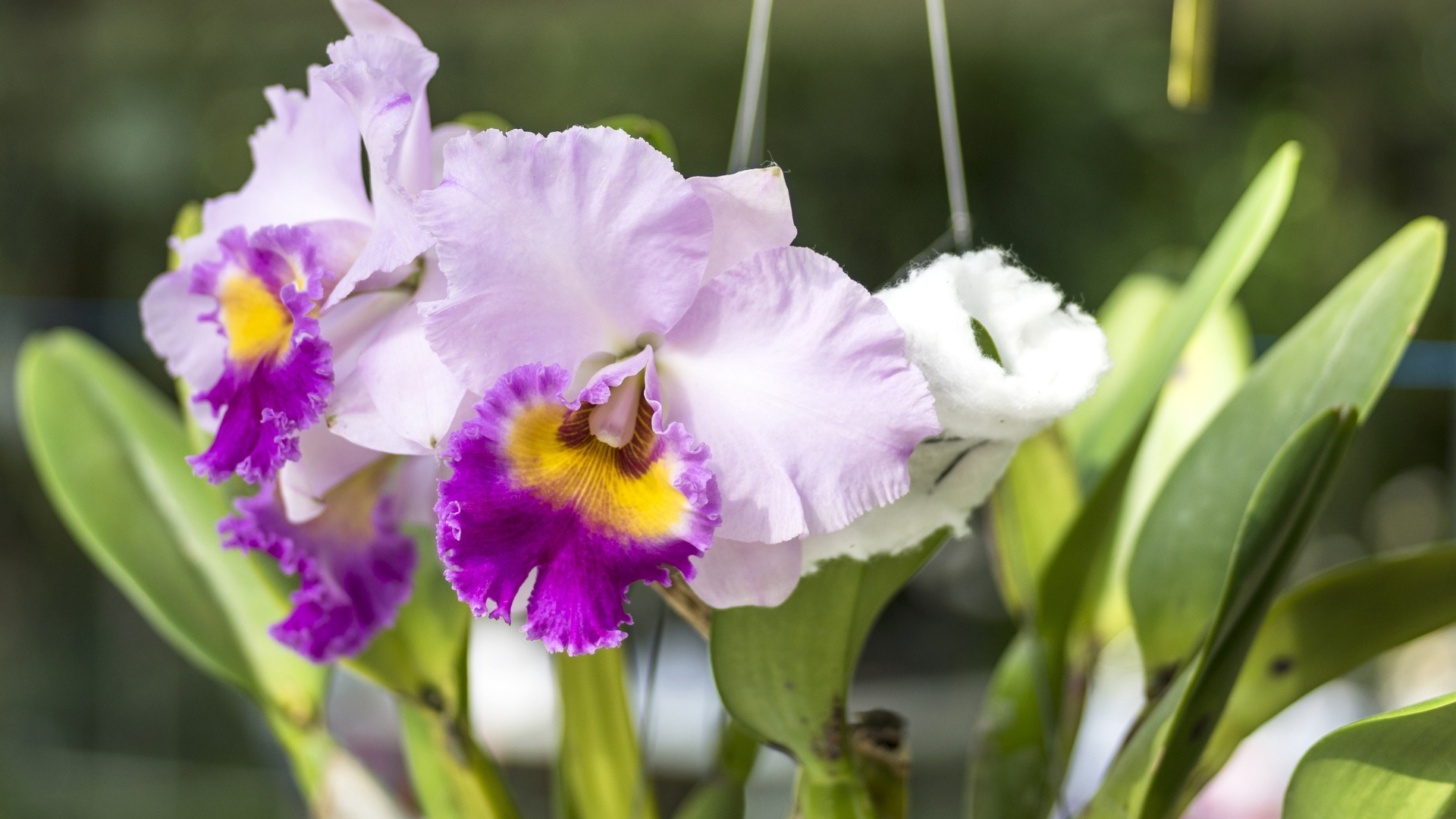 The Cattleya Orchid Is An Amazing Indoor Plant With Show-Stopping Flowers & Incredible Fragrance