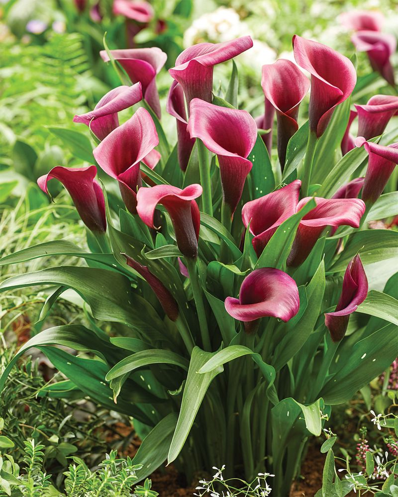 The Curious Shape of Calla Lilies