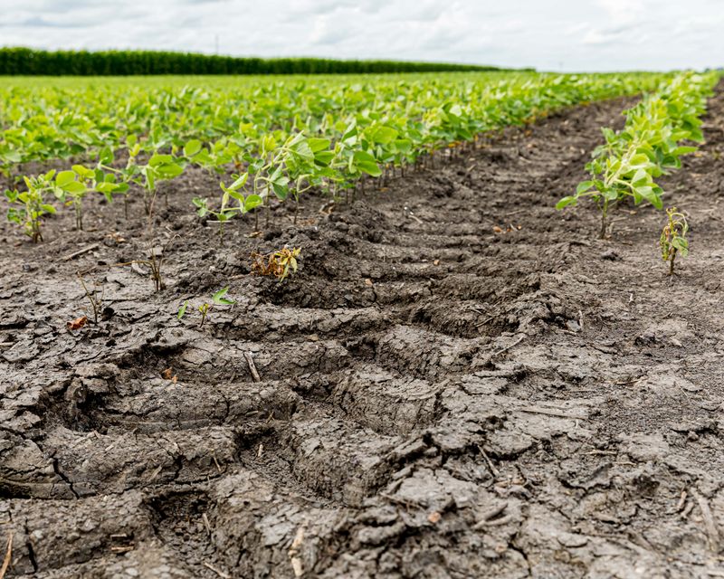 The Impact of Soil Compaction