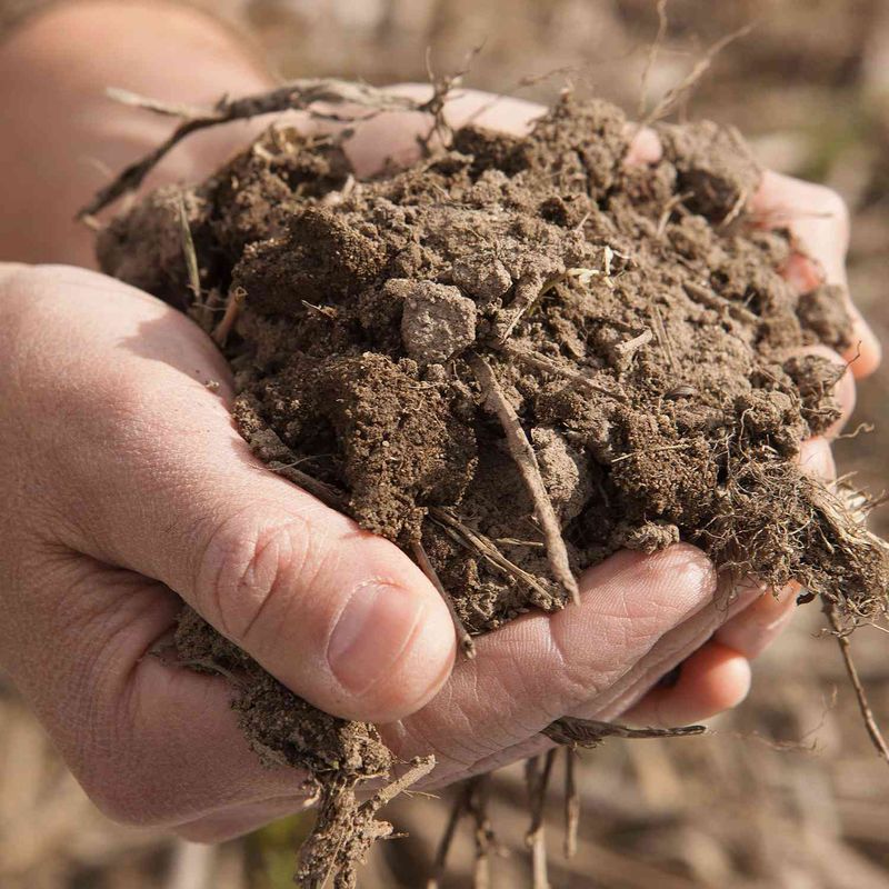 The Importance of Soil Organic Nitrogen