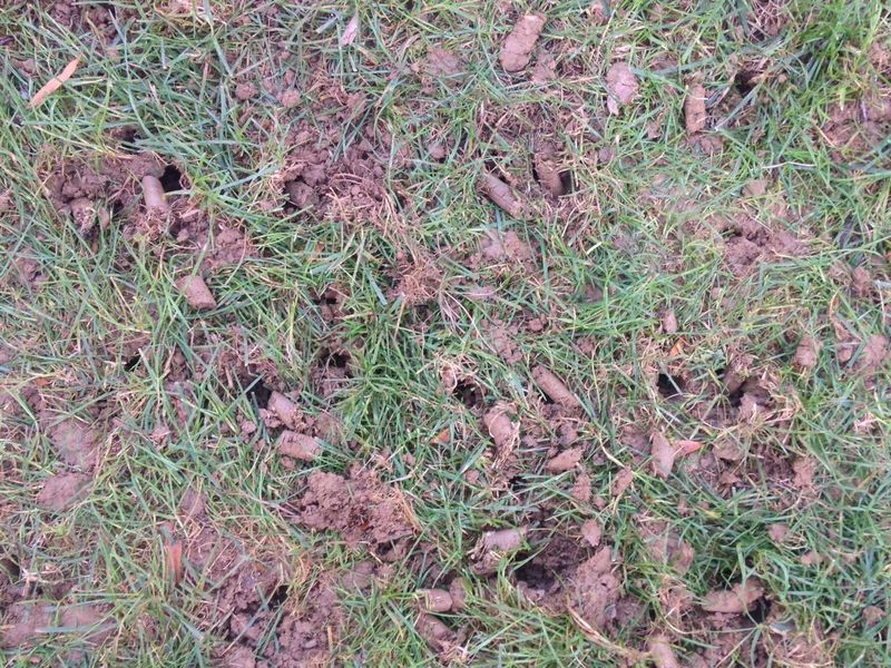 The Lawn Aeration Secret