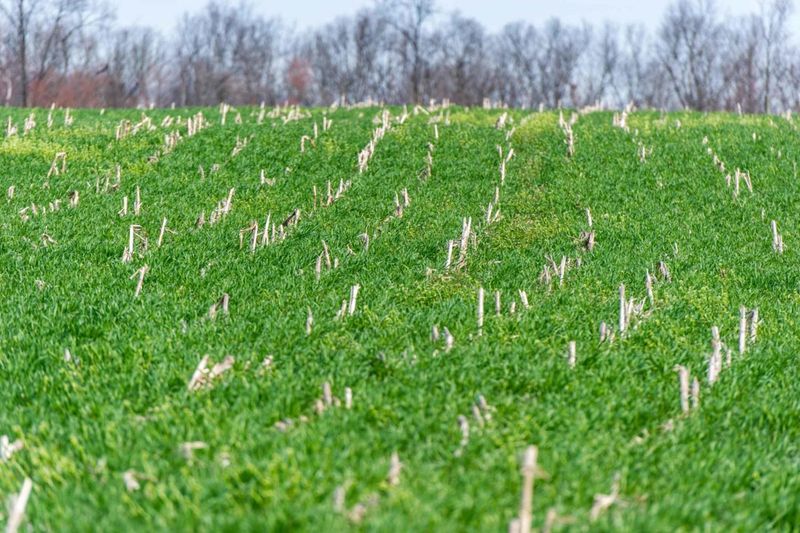 The Role of Cover Crops