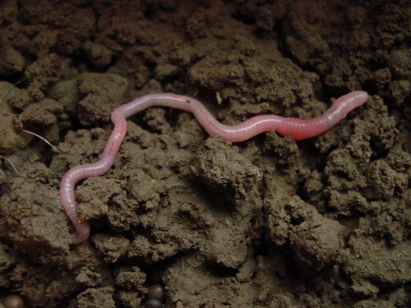 The Role of Earthworms