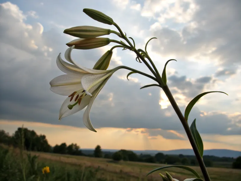 The Short-Lived Beauty of Lilies