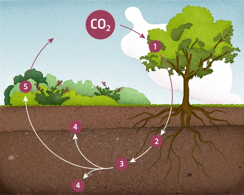 The Significance of Soil Carbon