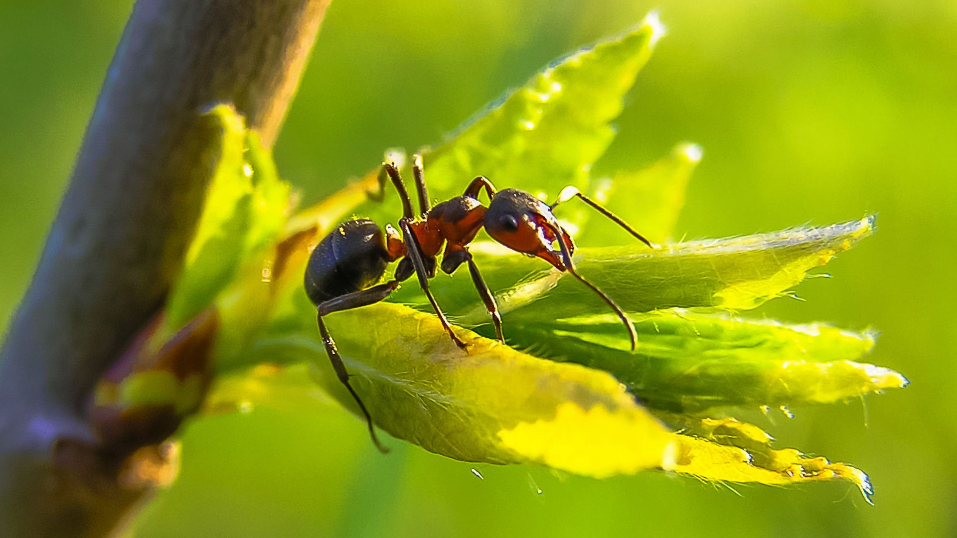 The Top 31 Plants That Repel Ants, According To Gardening Pros