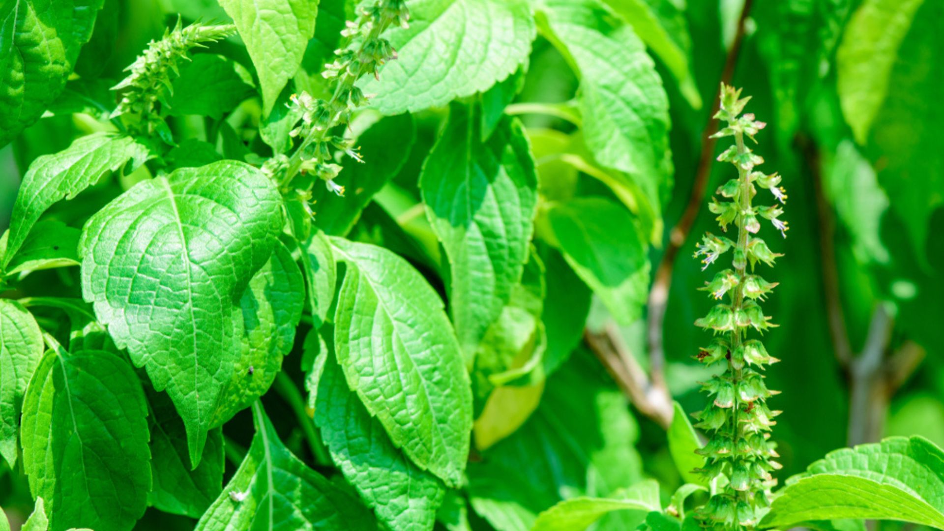 basil plant