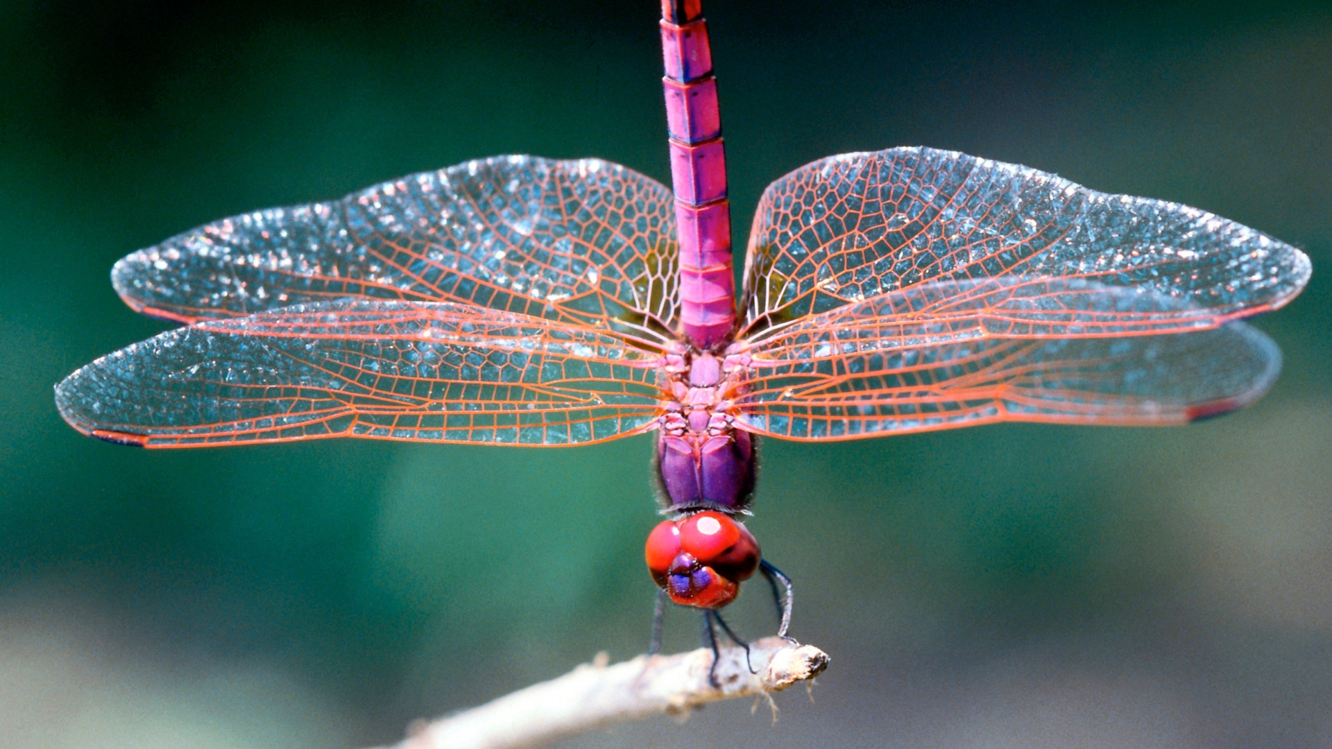 dragonfly