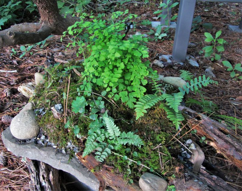 The Untold Tale of Native Plants