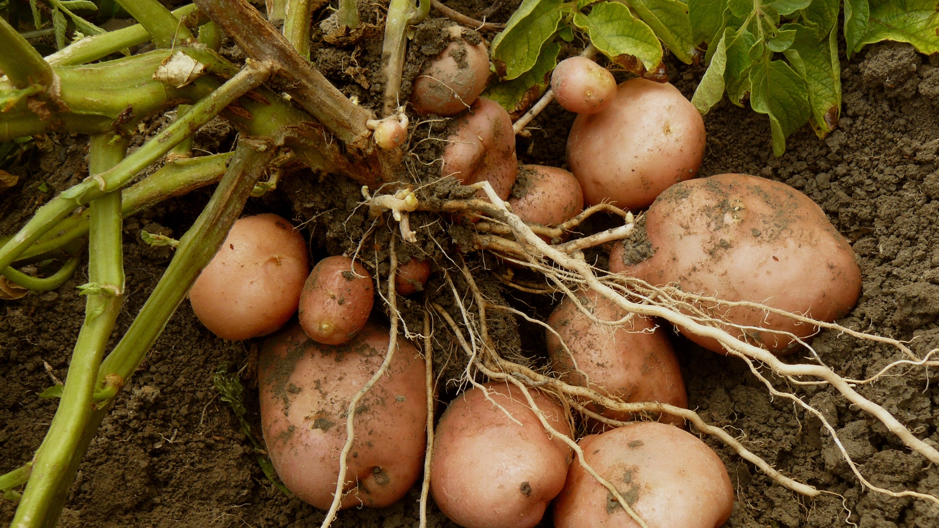 Potato plant with tubers being dug up from the ground