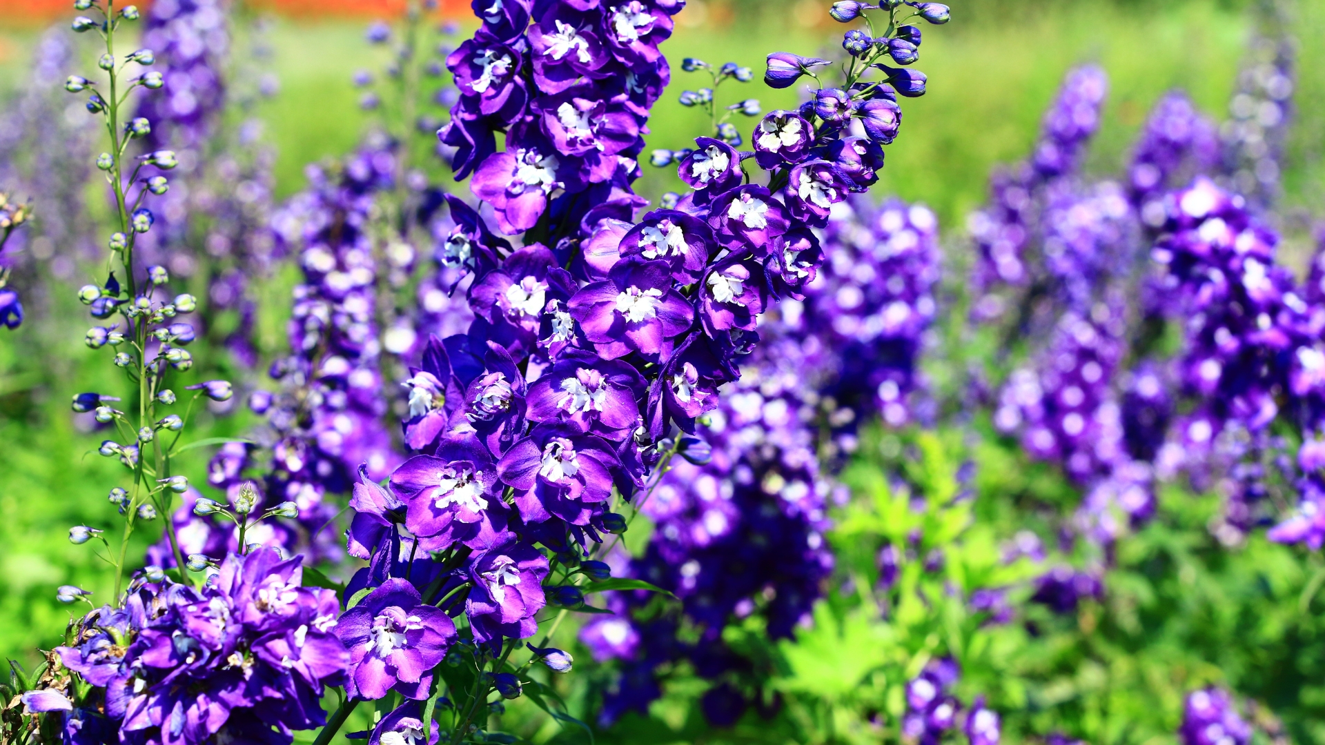 larkspur flower