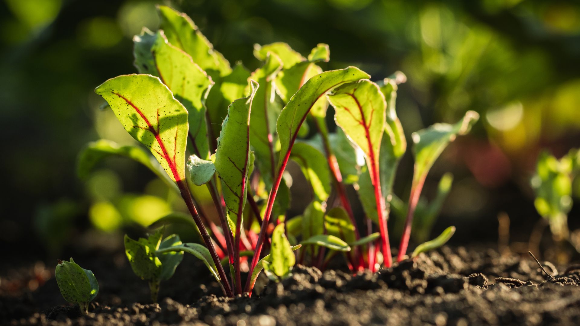 beets growing in garden