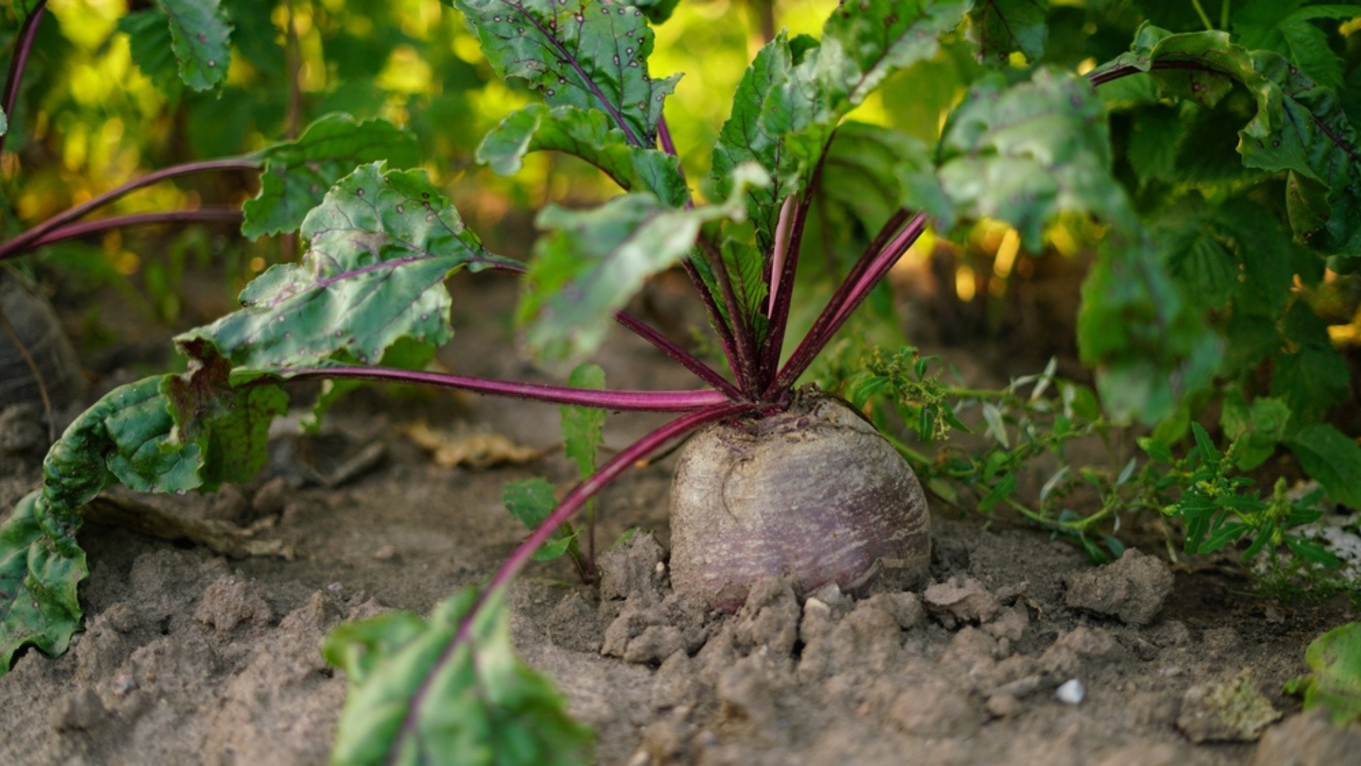 beets veggie