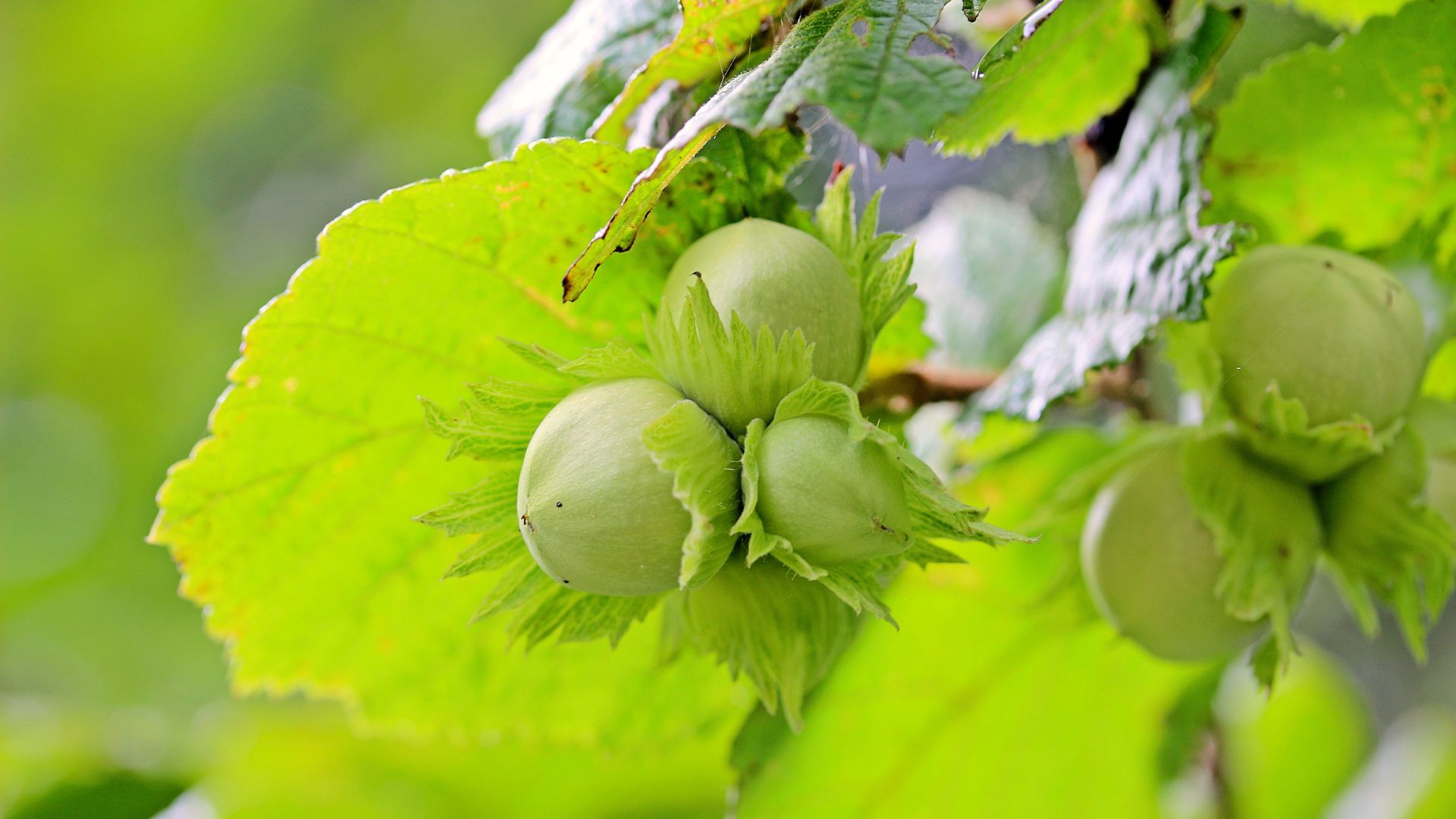 These 29 Native U.S. Plants Are Must-Haves For Any Survival Garden