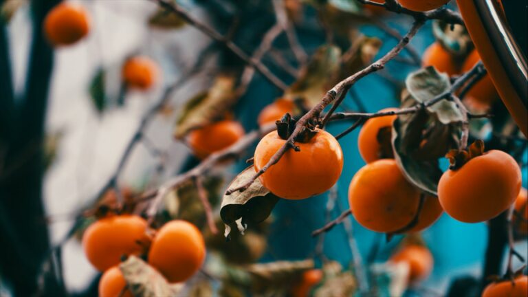 American persimmons