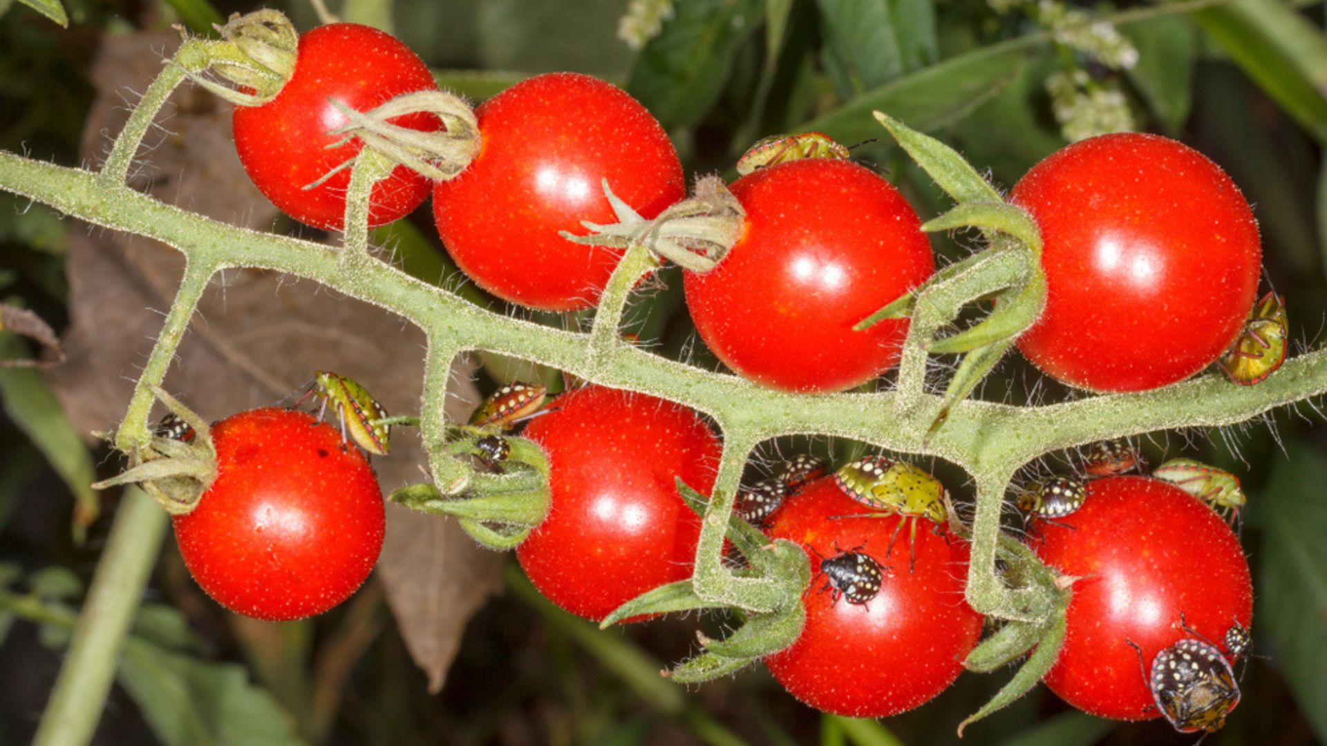These 33 Common Garden Plants Attract Dangerous Pests