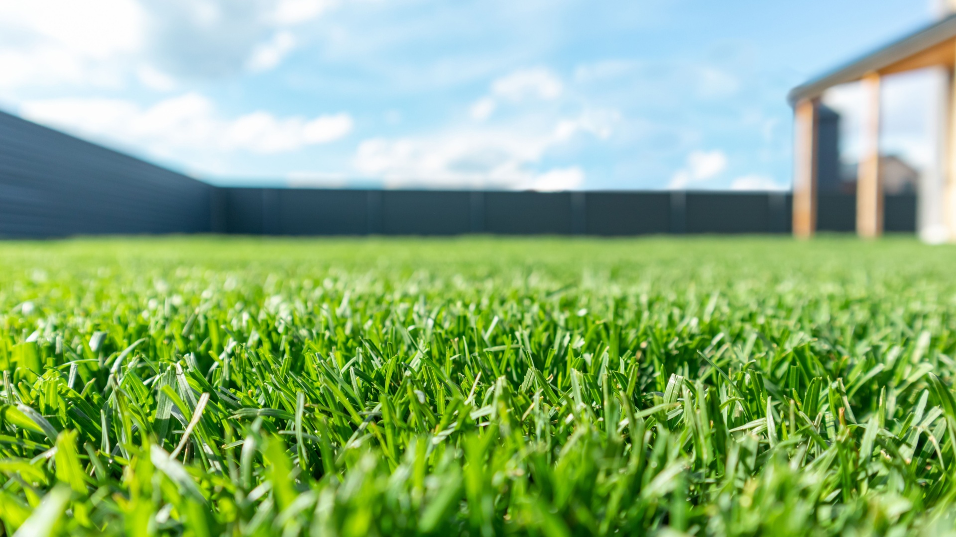 lawn grass