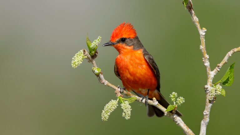 Vermilion Flycatcher bird on a branch