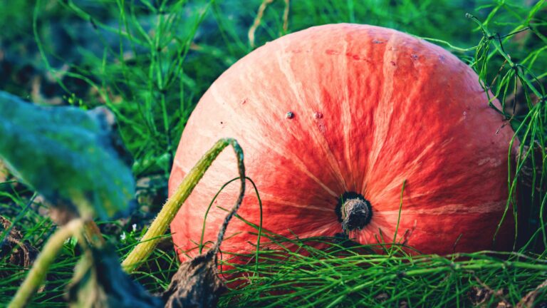 These Are The 50 Biggest Vegetables Ever Grown In Each State