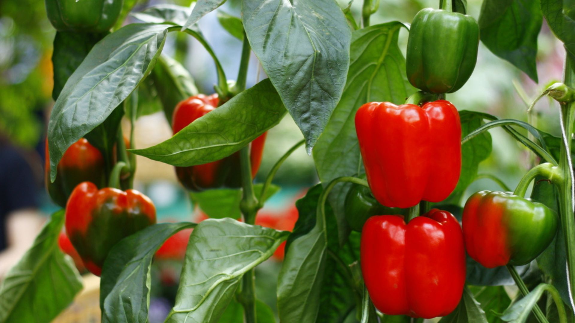 bell peppers