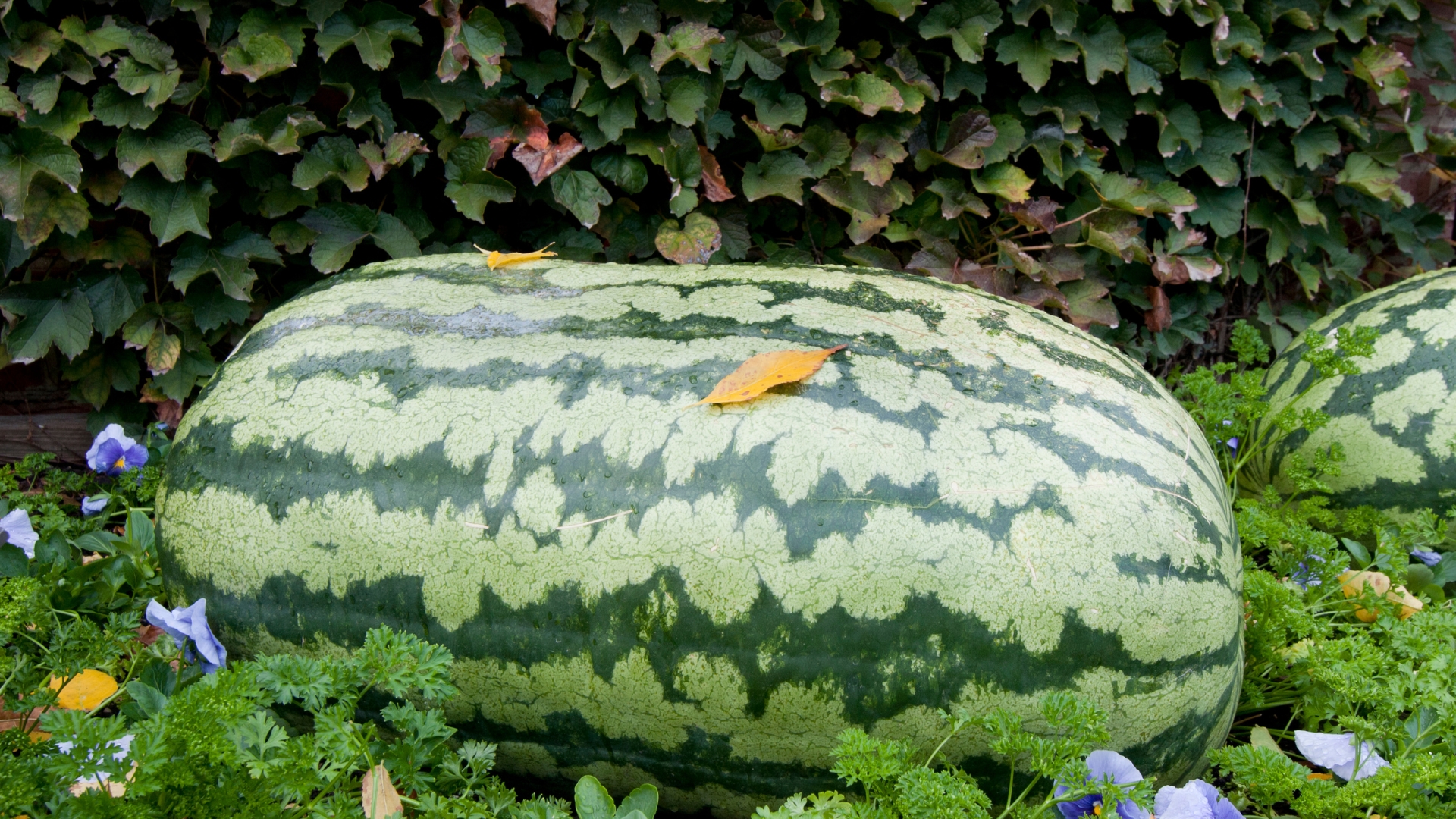 giant watermelon