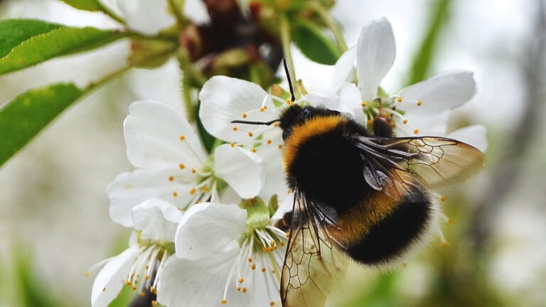 bumblebee feeding on a white flower