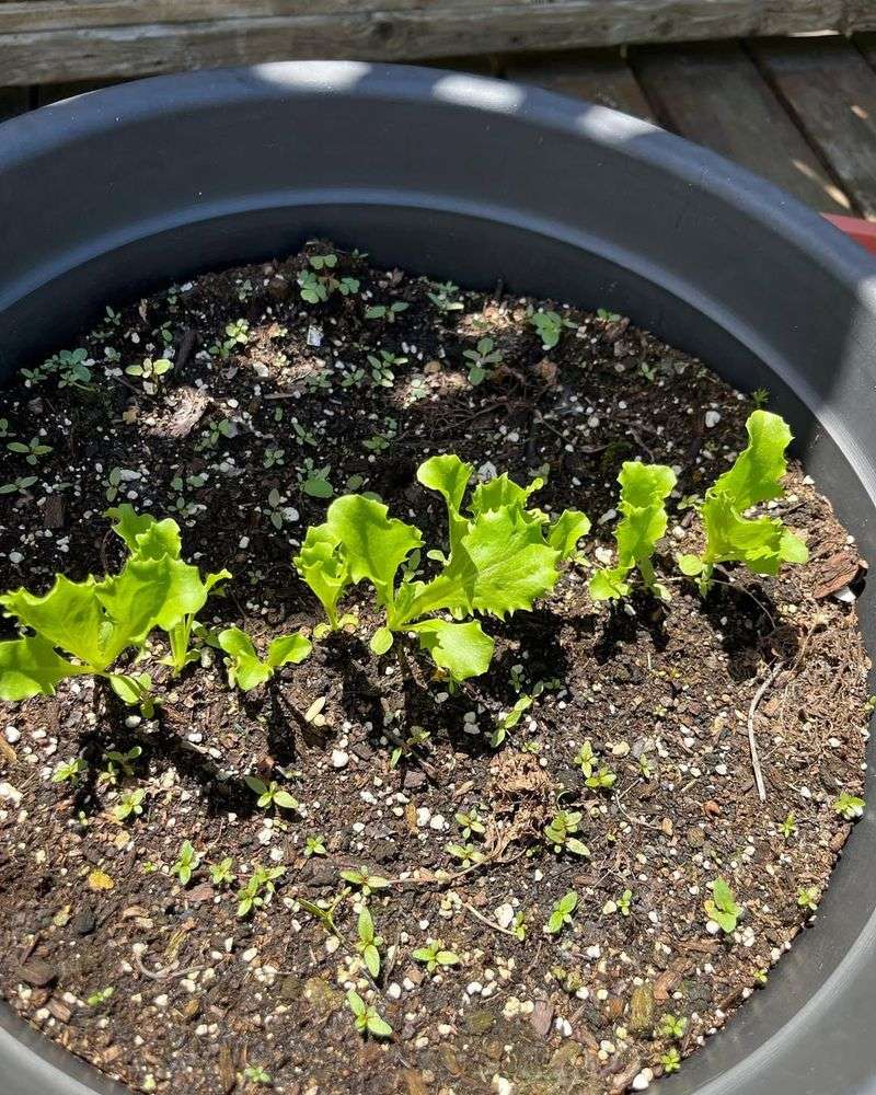 Thin Out Seedlings