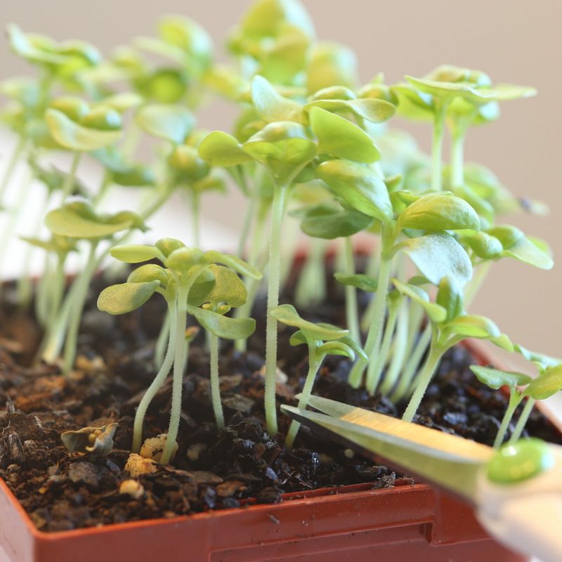 Thin Seedlings When Necessary