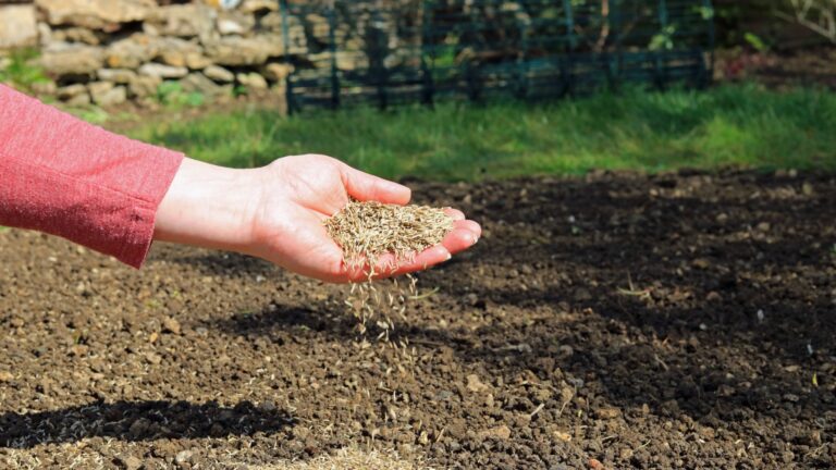female gardener holds a handful of grass seeds above the soil