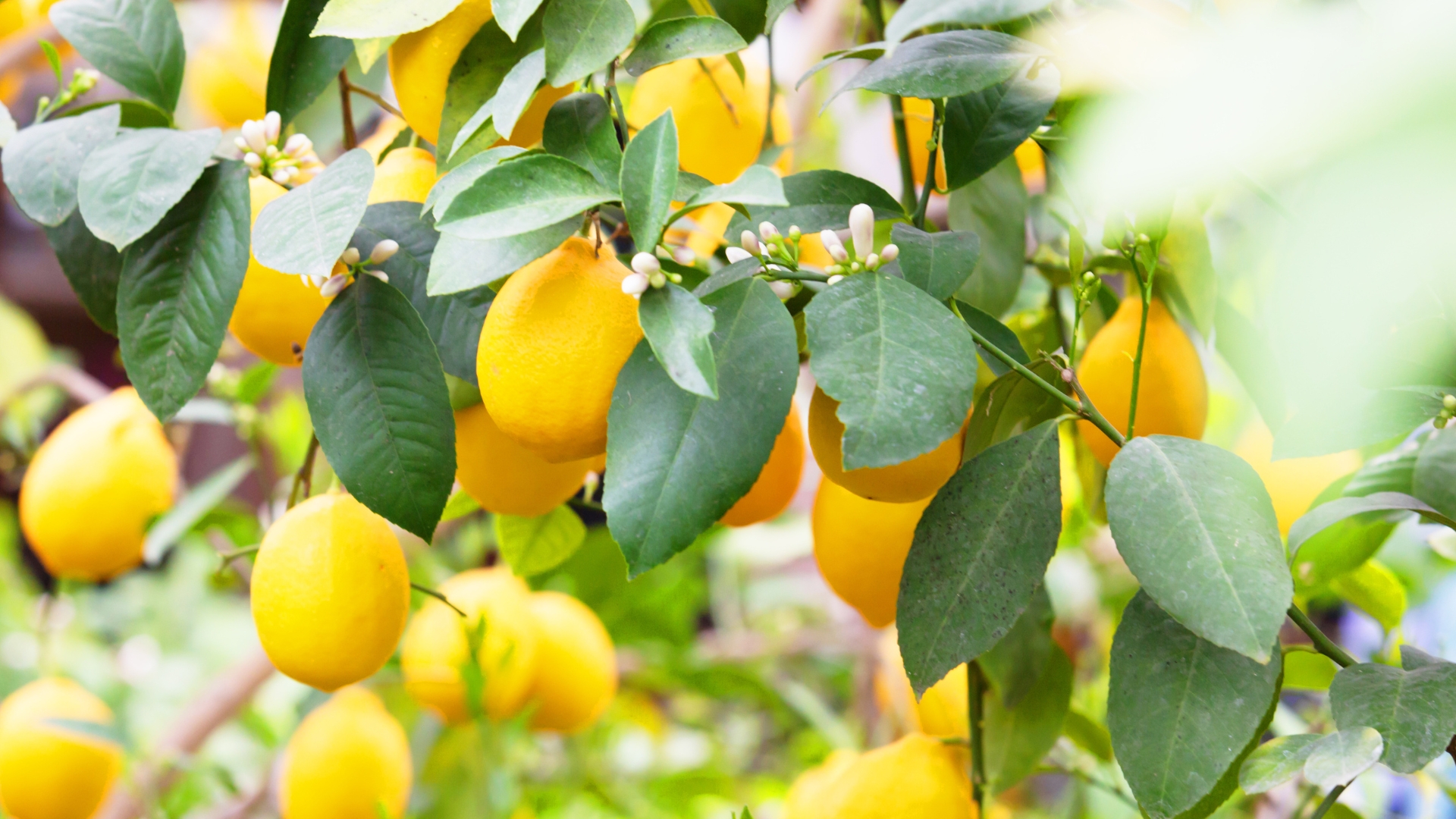 lemon fruit tree