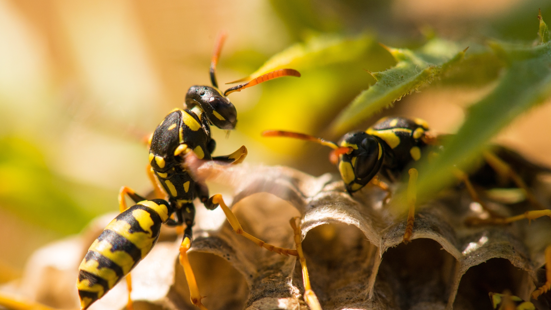 wasp on a hive