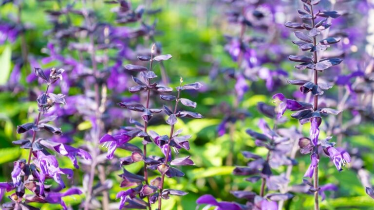 hummingbird sage plant in bloom