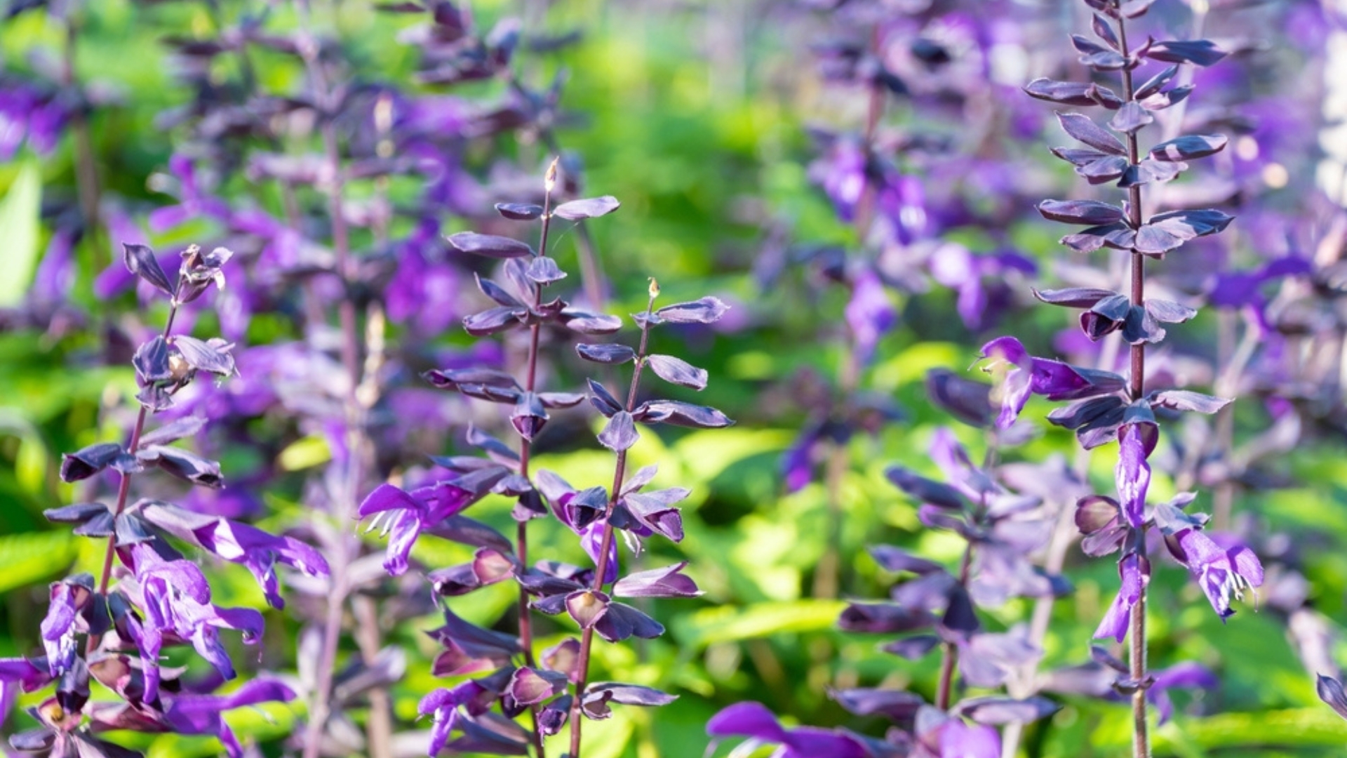 This Is Why Hummingbird Sage Makes A Perfect Groundcover And Pollinator Magnet