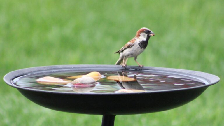 bird standing on an edge of the birdbath