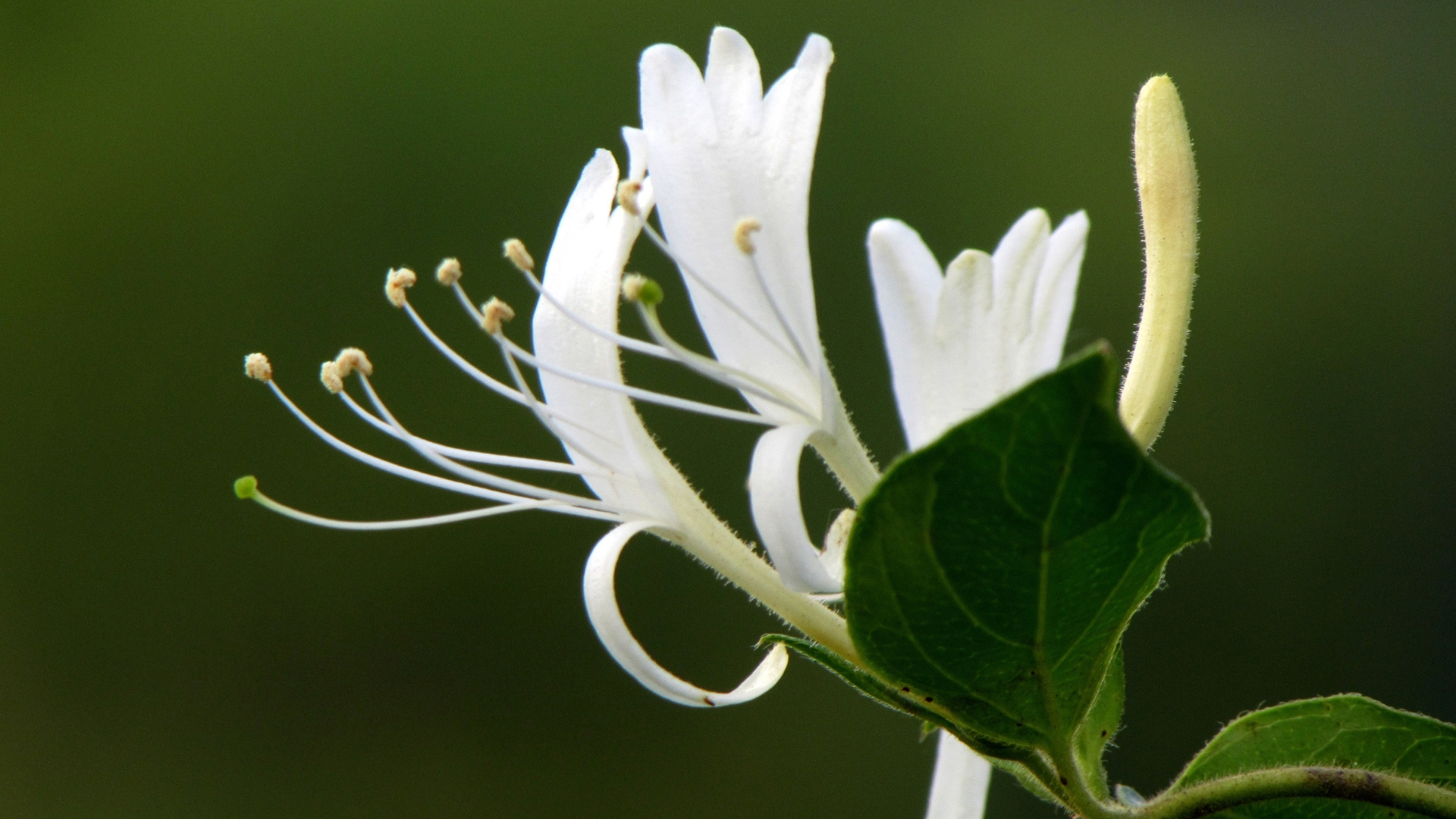 white honeysuckle flower