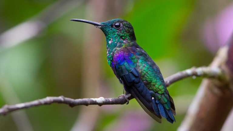 hummingbird