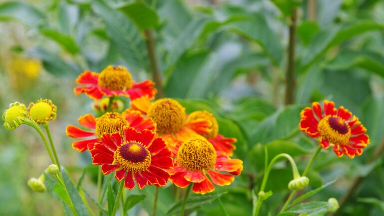 helenium in bloom