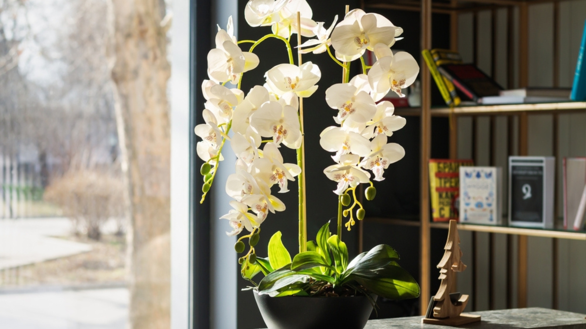 This Simple Hack Will Help You Keep Your Orchid Alive Longer