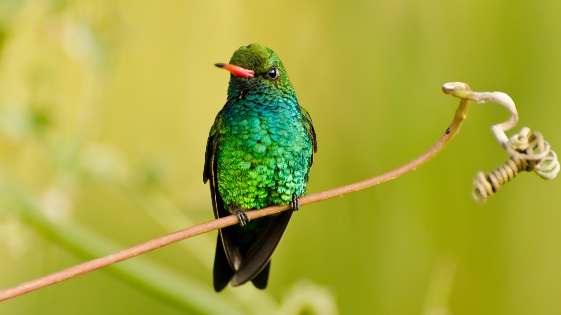 This Sun-Tolerant Perennial Will Attract Hummingbirds To Your Yard