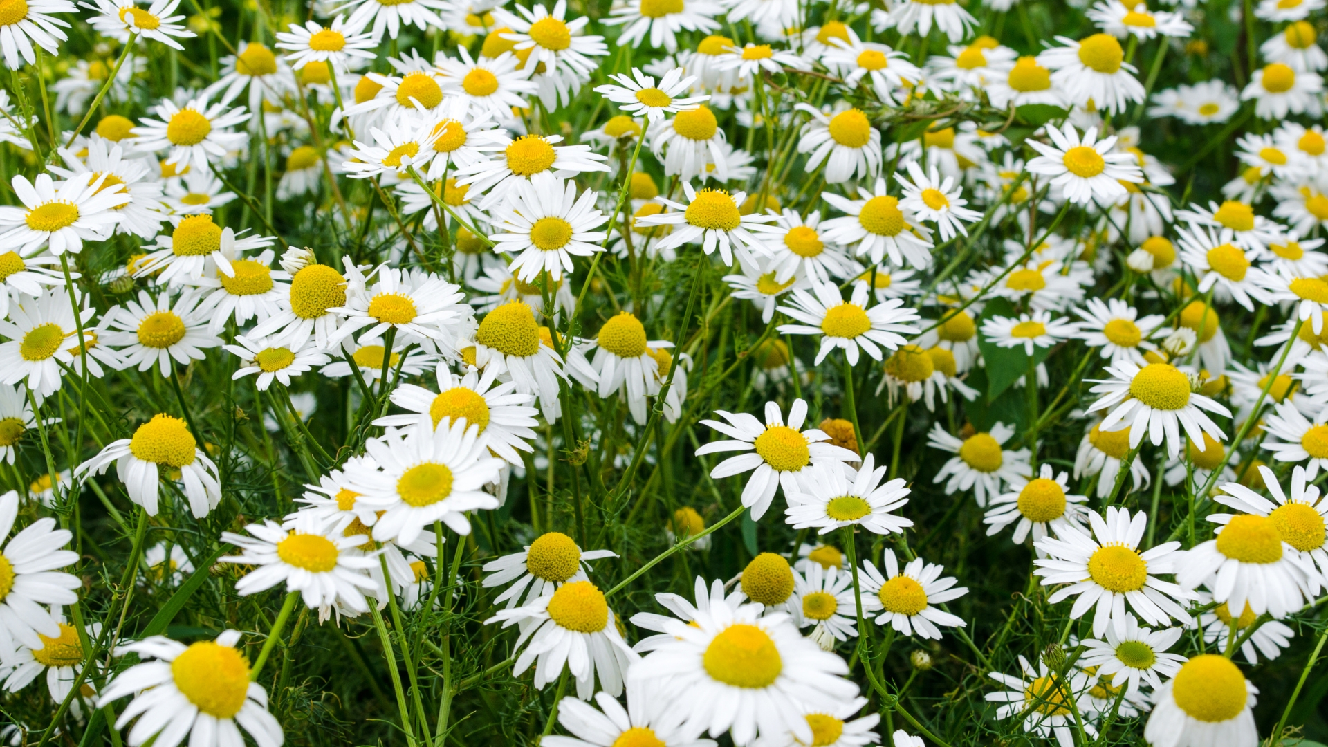 roman chamomile