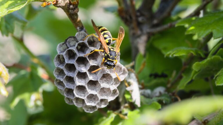 wasp hive