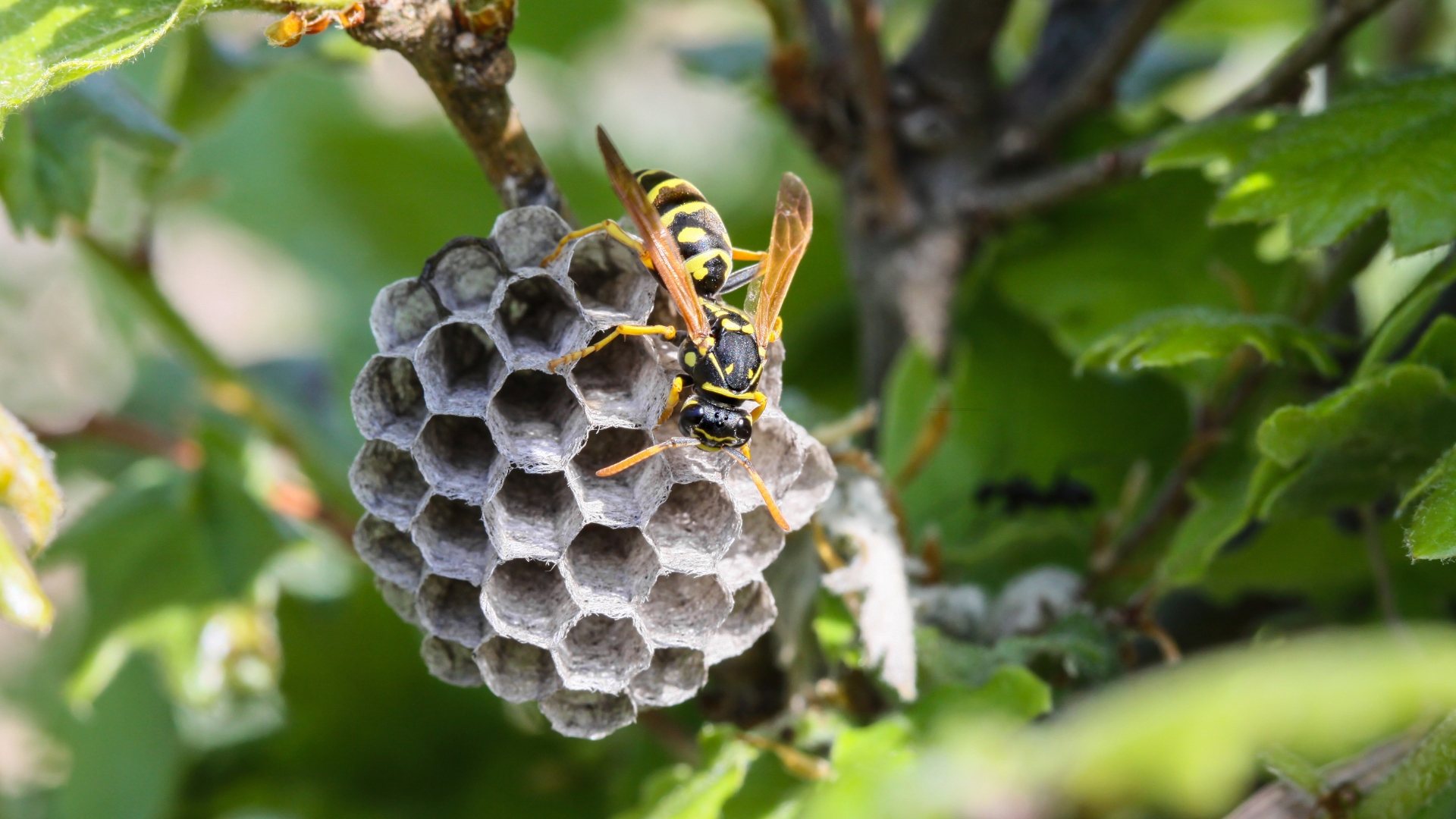 This Sweet-Smelling Flower Helps Repel Wasps Naturally