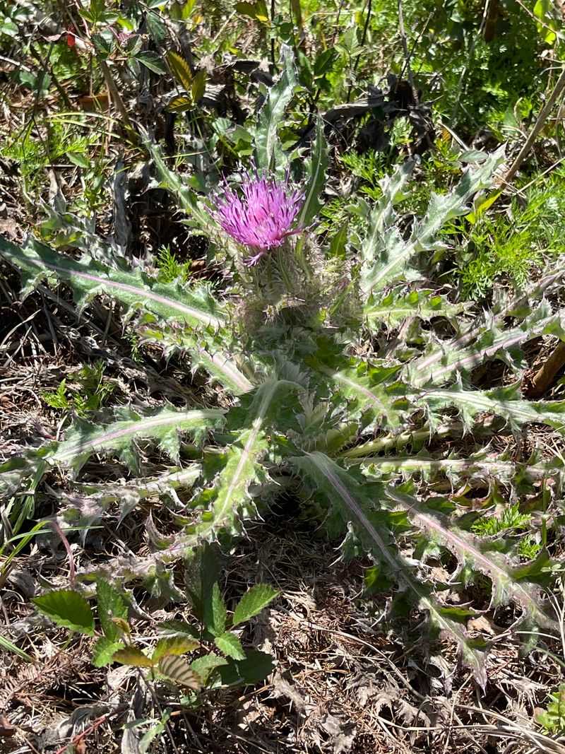 Thistle Thwarter