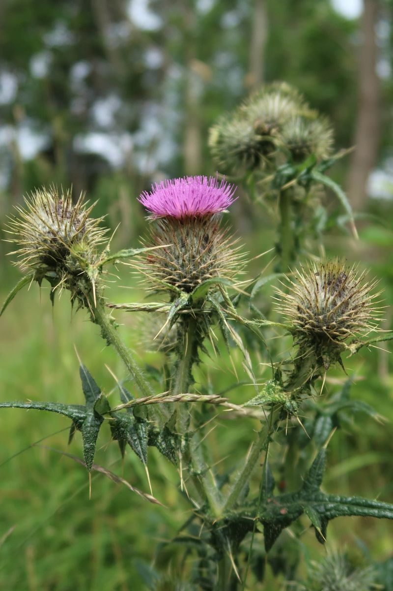 Thistle