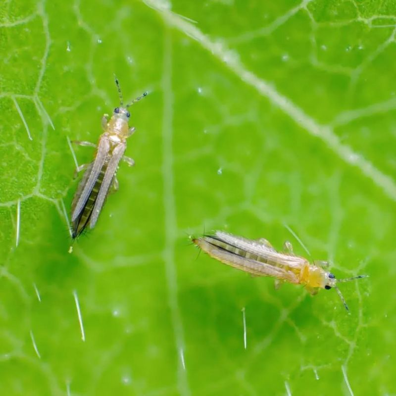 Thrips