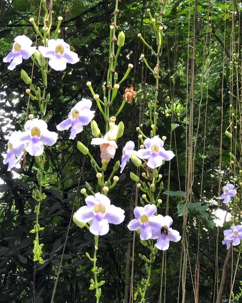 Thunbergia (Blue Sky Vine)