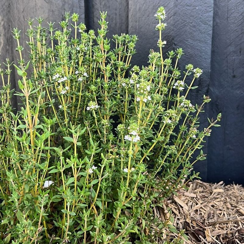 Thyme