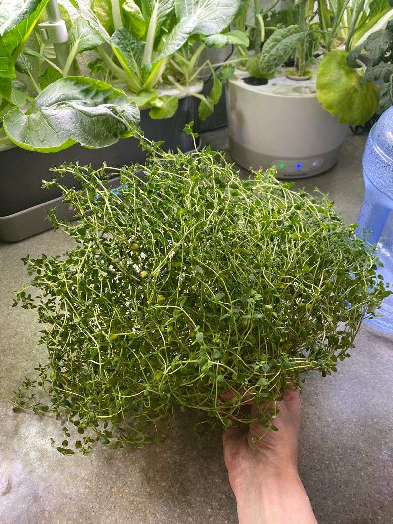 Thyme