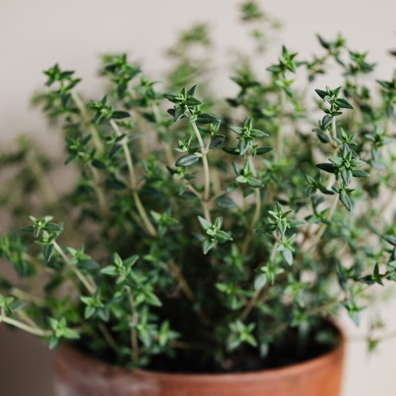 Thyme