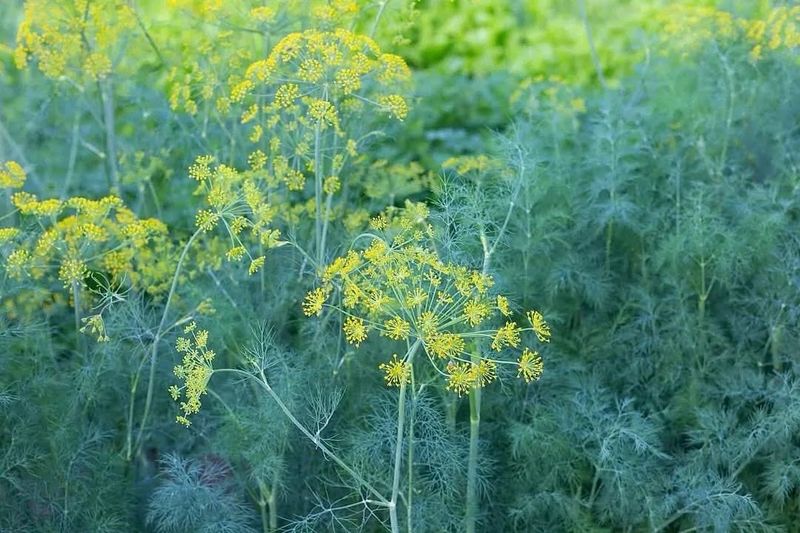 Dill